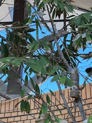 体感型動物園iZooに投稿された画像(2026/1/4)