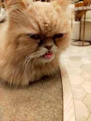 猫カフェモカ イオンモール幕張新都心店に投稿された画像(2026/1/4)