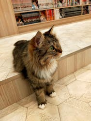 猫カフェモカ イオンモール幕張新都心店に投稿された画像(2026/1/4)