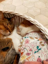 猫カフェモカ イオンモール幕張新都心店に投稿された画像(2026/1/4)