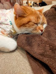 猫カフェモカ イオンモール幕張新都心店に投稿された画像(2026/1/4)