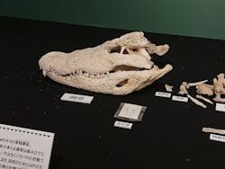 国立科学博物館に投稿された画像(2026/1/4)