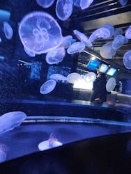 京都水族館に投稿された画像(2026/1/4)