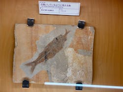 福井県立恐竜博物館に投稿された画像(2026/1/4)