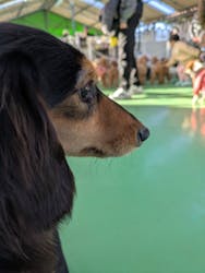 つくばわんわんランドに投稿された画像(2026/1/5)