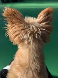 つくばわんわんランドに投稿された画像(2026/1/5)