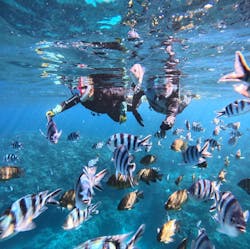 武藤潜水に投稿された画像(2026/1/5)