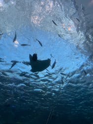 名古屋港水族館に投稿された画像(2026/1/5)