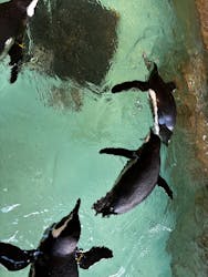 しながわ水族館に投稿された画像(2026/1/5)