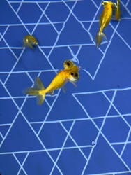 すみだ水族館に投稿された画像(2026/1/5)