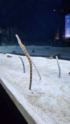 すみだ水族館に投稿された画像(2026/1/5)