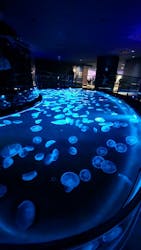 すみだ水族館に投稿された画像(2026/1/5)