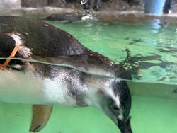 しながわ水族館に投稿された画像(2026/1/5)