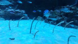 マクセル アクアパーク品川に投稿された画像(2026/1/5)