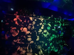 名古屋港水族館に投稿された画像(2026/1/5)