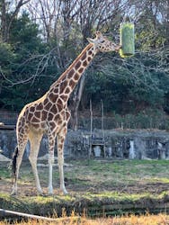 名古屋市東山動植物園に投稿された画像(2026/1/6)