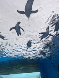 サンシャイン水族館に投稿された画像(2026/1/7)