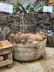 伊豆シャボテン動物公園に投稿された画像(2026/1/8)