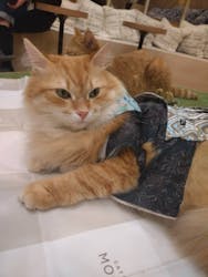 猫カフェモカ 大阪心斎橋店に投稿された画像(2026/1/8)