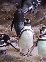 しながわ水族館に投稿された画像(2026/1/8)