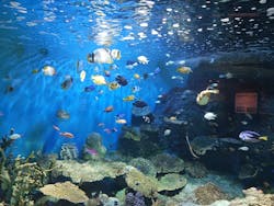 しながわ水族館に投稿された画像(2026/1/8)