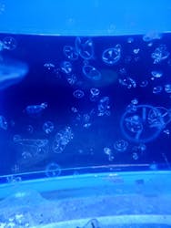 しながわ水族館に投稿された画像(2026/1/8)