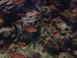 しながわ水族館に投稿された画像(2026/1/8)
