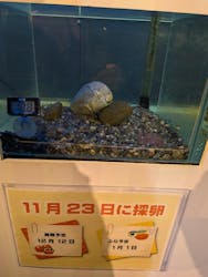 サケのふるさと 千歳水族館に投稿された画像(2026/1/9)