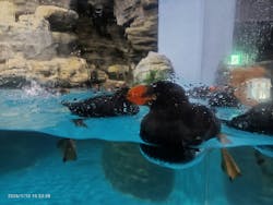 アクアワールド茨城県大洗水族館に投稿された画像(2026/1/10)