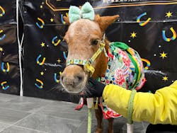 東京メガイルミに投稿された画像(2026/1/10)