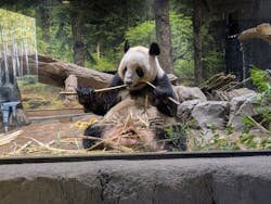 恩賜上野動物園に投稿された画像(2026/1/10)