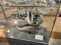 福井県立恐竜博物館に投稿された画像(2026/1/10)