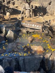 伊豆シャボテン動物公園に投稿された画像(2026/1/10)