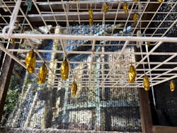 ナゴパイナップルパークに投稿された画像(2026/1/11)