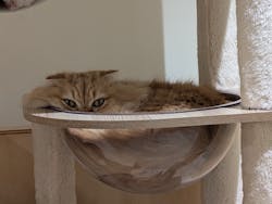 Cat Café MOFF 静岡PARCO店に投稿された画像(2026/1/11)