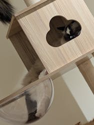 Cat Café MOFF 静岡PARCO店に投稿された画像(2026/1/11)