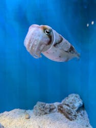 サンシャイン水族館に投稿された画像(2026/1/12)