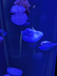サンシャイン水族館に投稿された画像(2026/1/12)