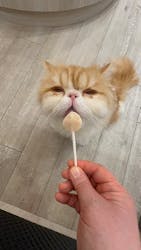 猫カフェモカ アルシェ大宮店に投稿された画像(2026/1/13)