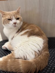 猫カフェモカ アルシェ大宮店に投稿された画像(2026/1/13)