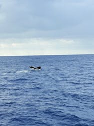 セルリアンブルーに投稿された画像(2026/1/13)