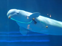 島根県立 しまね海洋館に投稿された画像(2026/1/18)