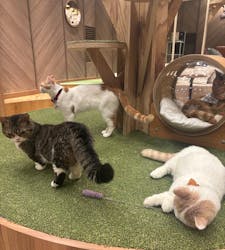 猫カフェモカ 大阪心斎橋店に投稿された画像(2026/1/20)