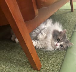 猫カフェモカ 大阪心斎橋店に投稿された画像(2026/1/20)