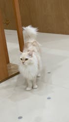Cat Café MOFF イーアス沖縄豊崎店に投稿された画像(2026/1/21)