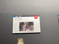 特別展「大哺乳類展3-わけてつなげて大行進」に投稿された画像(2026/1/22)