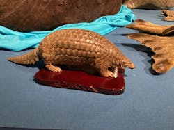 特別展「大哺乳類展3-わけてつなげて大行進」に投稿された画像(2026/1/22)