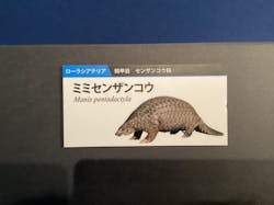 特別展「大哺乳類展3-わけてつなげて大行進」に投稿された画像(2026/1/22)