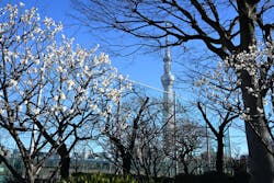 東京スカイツリーに投稿された画像(2026/1/24)