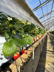 熱田農園Strawberry54に投稿された画像(2026/1/24)